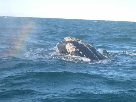 Baleine � Puerto Madryn (Argentine)